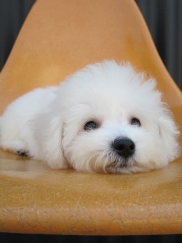 ビションフリーゼフントヒュッテ東京関東ビションフリーゼ子犬情報こいぬかわいいかわいいビションフリーゼのいるお店文京区本駒込hundehutte仔犬ビションフリーゼ282.jpg