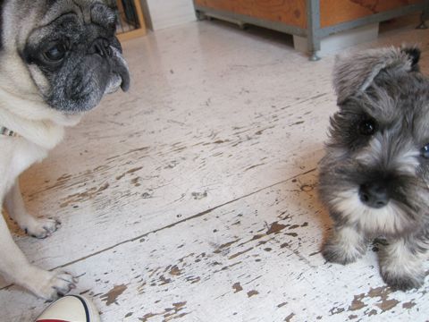 ミニチュア・シュナウザーこいぬ子犬仔犬ミニチュアシュナウザー東京フントヒュッテシュナウザーの子犬文京区本駒込hundehutteソルトアンドペッパーかわいいシュナ73.jpg