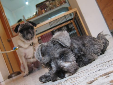 ミニチュア・シュナウザーこいぬ子犬仔犬ミニチュアシュナウザー東京フントヒュッテシュナウザーの子犬文京区本駒込hundehutteソルトアンドペッパーかわいいシュナ74.jpg
