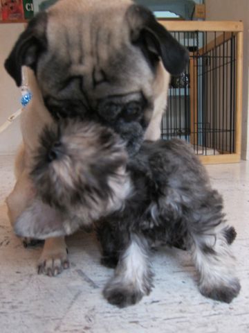 ミニチュア・シュナウザーこいぬ子犬仔犬ミニチュアシュナウザー東京フントヒュッテシュナウザーの子犬文京区本駒込hundehutteソルトアンドペッパーかわいいシュナ75.jpg