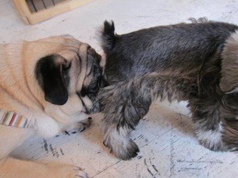 ミニチュア・シュナウザーこいぬ子犬仔犬ミニチュアシュナウザー東京フントヒュッテシュナウザーの子犬文京区本駒込hundehutteソルトアンドペッパーかわいいシュナ76.jpg
