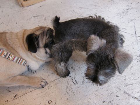 ミニチュア・シュナウザーこいぬ子犬仔犬ミニチュアシュナウザー東京フントヒュッテシュナウザーの子犬文京区本駒込hundehutteソルトアンドペッパーかわいいシュナ77.jpg