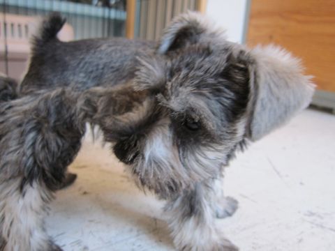 ミニチュア・シュナウザーこいぬ子犬仔犬ミニチュアシュナウザー東京フントヒュッテシュナウザーの子犬文京区本駒込hundehutteソルトアンドペッパーかわいいシュナ78.jpg