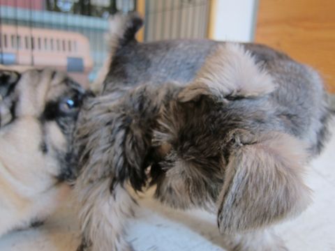 ミニチュア・シュナウザーこいぬ子犬仔犬ミニチュアシュナウザー東京フントヒュッテシュナウザーの子犬文京区本駒込hundehutteソルトアンドペッパーかわいいシュナ79.jpg