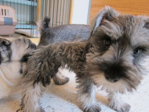ミニチュア・シュナウザーこいぬ子犬仔犬ミニチュアシュナウザー東京フントヒュッテシュナウザーの子犬文京区本駒込hundehutteソルトアンドペッパーかわいいシュナ80.jpg