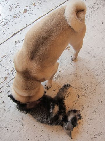 ミニチュア・シュナウザーこいぬ子犬仔犬ミニチュアシュナウザー東京フントヒュッテシュナウザーの子犬文京区本駒込hundehutteソルトアンドペッパーかわいいシュナ81.jpg