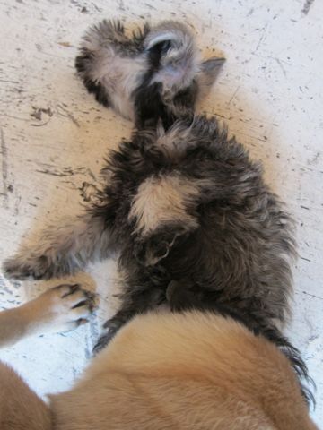 ミニチュア・シュナウザーこいぬ子犬仔犬ミニチュアシュナウザー東京フントヒュッテシュナウザーの子犬文京区本駒込hundehutteソルトアンドペッパーかわいいシュナ83.jpg