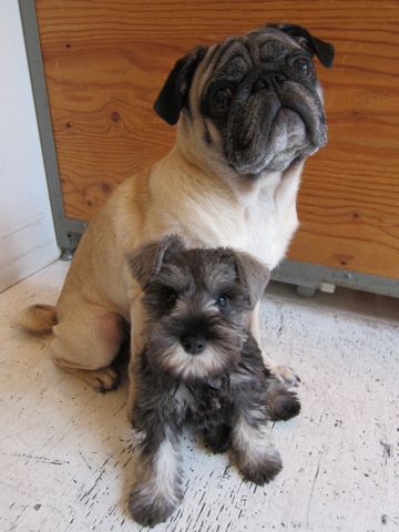 ミニチュア・シュナウザーこいぬ子犬仔犬ミニチュアシュナウザー東京フントヒュッテシュナウザーの子犬文京区本駒込hundehutteソルトアンドペッパーかわいいシュナ84.jpg