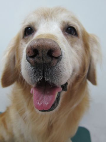 ミニチュア・シュナウザーこいぬ子犬仔犬ミニチュアシュナウザー東京フントヒュッテシュナウザーの子犬文京区本駒込hundehutteソルトアンドペッパーかわいいシュナ102.jpg