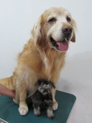 ミニチュア・シュナウザーこいぬ子犬仔犬ミニチュアシュナウザー東京フントヒュッテシュナウザーの子犬文京区本駒込hundehutteソルトアンドペッパーかわいいシュナ104.jpg