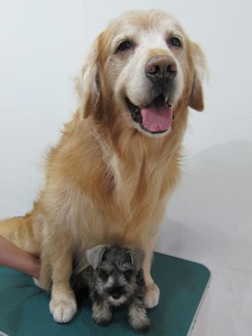 ミニチュア・シュナウザーこいぬ子犬仔犬ミニチュアシュナウザー東京フントヒュッテシュナウザーの子犬文京区本駒込hundehutteソルトアンドペッパーかわいいシュナ105.jpg