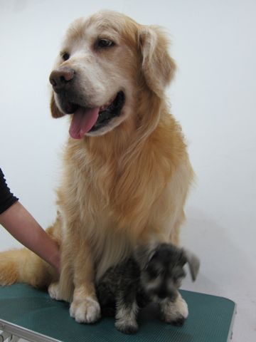 ミニチュア・シュナウザーこいぬ子犬仔犬ミニチュアシュナウザー東京フントヒュッテシュナウザーの子犬文京区本駒込hundehutteソルトアンドペッパーかわいいシュナ106.jpg