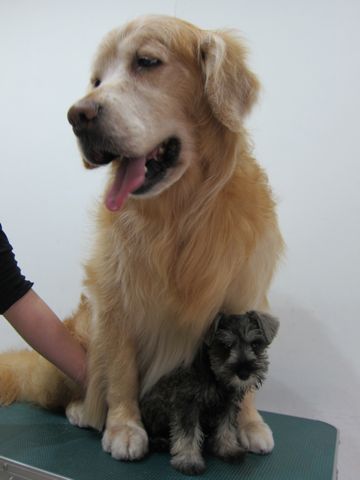 ミニチュア・シュナウザーこいぬ子犬仔犬ミニチュアシュナウザー東京フントヒュッテシュナウザーの子犬文京区本駒込hundehutteソルトアンドペッパーかわいいシュナ107.jpg