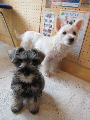 ミニチュア・シュナウザーこいぬ子犬仔犬ミニチュアシュナウザー東京フントヒュッテシュナウザーの子犬文京区本駒込hundehutteソルトアンドペッパーかわいいシュナ122.jpg
