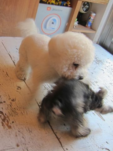 ミニチュア・シュナウザーこいぬ子犬仔犬ミニチュアシュナウザー東京フントヒュッテシュナウザーの子犬文京区本駒込hundehutteソルトアンドペッパーかわいいシュナ127.jpg