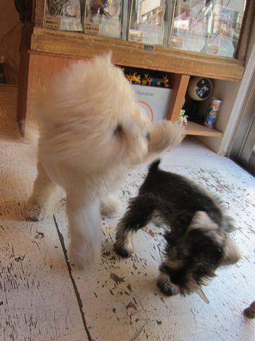 ミニチュア・シュナウザーこいぬ子犬仔犬ミニチュアシュナウザー東京フントヒュッテシュナウザーの子犬文京区本駒込hundehutteソルトアンドペッパーかわいいシュナ128.jpg