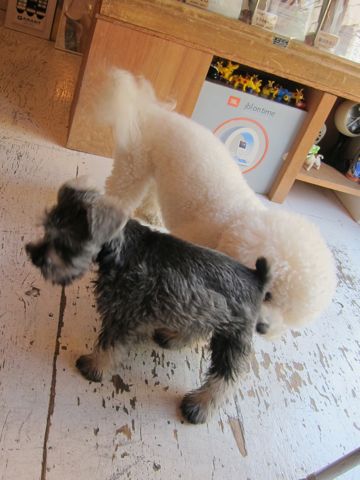 ミニチュア・シュナウザーこいぬ子犬仔犬ミニチュアシュナウザー東京フントヒュッテシュナウザーの子犬文京区本駒込hundehutteソルトアンドペッパーかわいいシュナ129.jpg