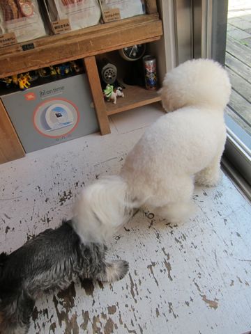 ミニチュア・シュナウザーこいぬ子犬仔犬ミニチュアシュナウザー東京フントヒュッテシュナウザーの子犬文京区本駒込hundehutteソルトアンドペッパーかわいいシュナ130.jpg