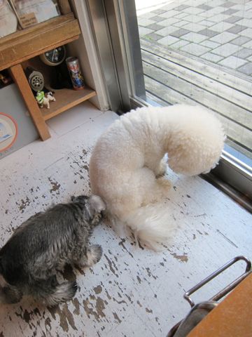 ミニチュア・シュナウザーこいぬ子犬仔犬ミニチュアシュナウザー東京フントヒュッテシュナウザーの子犬文京区本駒込hundehutteソルトアンドペッパーかわいいシュナ131.jpg