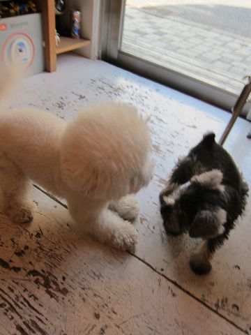ミニチュア・シュナウザーこいぬ子犬仔犬ミニチュアシュナウザー東京フントヒュッテシュナウザーの子犬文京区本駒込hundehutteソルトアンドペッパーかわいいシュナ132.jpg