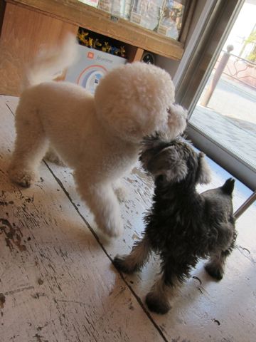 ミニチュア・シュナウザーこいぬ子犬仔犬ミニチュアシュナウザー東京フントヒュッテシュナウザーの子犬文京区本駒込hundehutteソルトアンドペッパーかわいいシュナ133.jpg