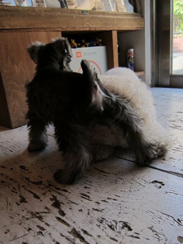 ミニチュア・シュナウザーこいぬ子犬仔犬ミニチュアシュナウザー東京フントヒュッテシュナウザーの子犬文京区本駒込hundehutteソルトアンドペッパーかわいいシュナ134.jpg
