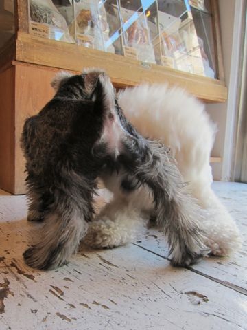 ミニチュア・シュナウザーこいぬ子犬仔犬ミニチュアシュナウザー東京フントヒュッテシュナウザーの子犬文京区本駒込hundehutteソルトアンドペッパーかわいいシュナ135.jpg