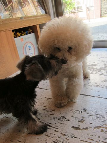 ミニチュア・シュナウザーこいぬ子犬仔犬ミニチュアシュナウザー東京フントヒュッテシュナウザーの子犬文京区本駒込hundehutteソルトアンドペッパーかわいいシュナ136.jpg