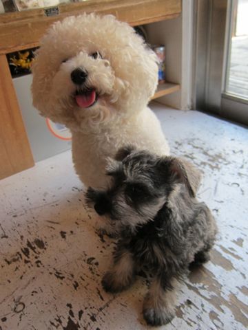 ミニチュア・シュナウザーこいぬ子犬仔犬ミニチュアシュナウザー東京フントヒュッテシュナウザーの子犬文京区本駒込hundehutteソルトアンドペッパーかわいいシュナ137.jpg