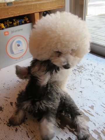 ミニチュア・シュナウザーこいぬ子犬仔犬ミニチュアシュナウザー東京フントヒュッテシュナウザーの子犬文京区本駒込hundehutteソルトアンドペッパーかわいいシュナ138.jpg