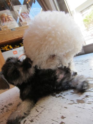 ミニチュア・シュナウザーこいぬ子犬仔犬ミニチュアシュナウザー東京フントヒュッテシュナウザーの子犬文京区本駒込hundehutteソルトアンドペッパーかわいいシュナ139.jpg