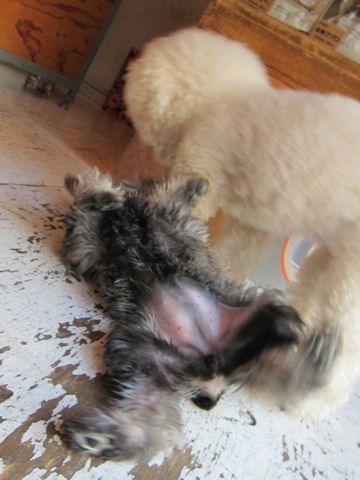 ミニチュア・シュナウザーこいぬ子犬仔犬ミニチュアシュナウザー東京フントヒュッテシュナウザーの子犬文京区本駒込hundehutteソルトアンドペッパーかわいいシュナ141.jpg