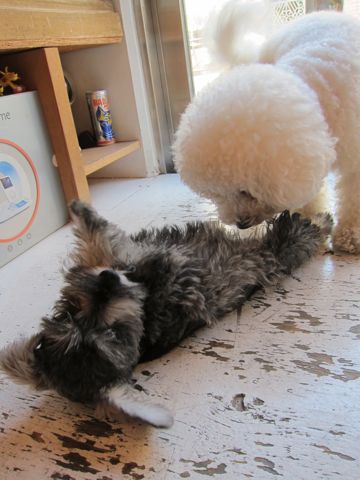 ミニチュア・シュナウザーこいぬ子犬仔犬ミニチュアシュナウザー東京フントヒュッテシュナウザーの子犬文京区本駒込hundehutteソルトアンドペッパーかわいいシュナ142.jpg