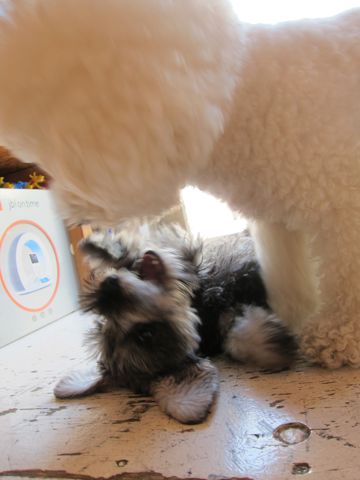 ミニチュア・シュナウザーこいぬ子犬仔犬ミニチュアシュナウザー東京フントヒュッテシュナウザーの子犬文京区本駒込hundehutteソルトアンドペッパーかわいいシュナ143.jpg