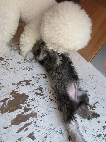 ミニチュア・シュナウザーこいぬ子犬仔犬ミニチュアシュナウザー東京フントヒュッテシュナウザーの子犬文京区本駒込hundehutteソルトアンドペッパーかわいいシュナ144.jpg