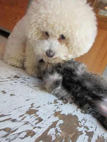 ミニチュア・シュナウザーこいぬ子犬仔犬ミニチュアシュナウザー東京フントヒュッテシュナウザーの子犬文京区本駒込hundehutteソルトアンドペッパーかわいいシュナ145.jpg