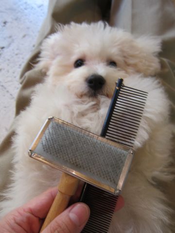 ビションフリーゼ子犬おんなのこ女の子メスあかちゃんビションこいぬフントヒュッテ東京かわいいビションフリーゼのいるお店文京区hundehutteビションフリーゼ画像51.jpg