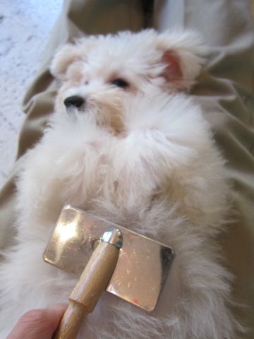 ビションフリーゼ子犬おんなのこ女の子メスあかちゃんビションこいぬフントヒュッテ東京かわいいビションフリーゼのいるお店文京区hundehutteビションフリーゼ画像54.jpg