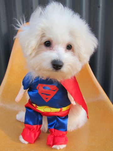 ビションフリーゼ子犬おんなのこ女の子メスあかちゃんビションこいぬフントヒュッテ東京かわいいビションフリーゼのいるお店文京区hundehutteビションフリーゼ画像65.jpg