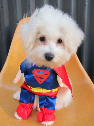 ビションフリーゼ子犬おんなのこ女の子メスあかちゃんビションこいぬフントヒュッテ東京かわいいビションフリーゼのいるお店文京区hundehutteビションフリーゼ画像66.jpg