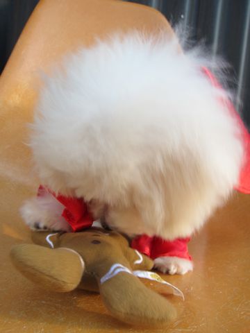 ビションフリーゼ子犬おんなのこ女の子メスあかちゃんビションこいぬフントヒュッテ東京かわいいビションフリーゼのいるお店文京区hundehutteビションフリーゼ画像69.jpg