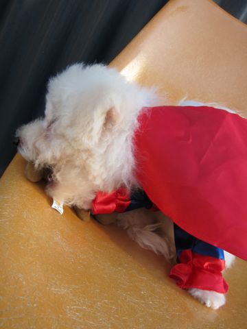 ビションフリーゼ子犬おんなのこ女の子メスあかちゃんビションこいぬフントヒュッテ東京かわいいビションフリーゼのいるお店文京区hundehutteビションフリーゼ画像70.jpg
