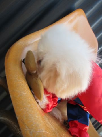 ビションフリーゼ子犬おんなのこ女の子メスあかちゃんビションこいぬフントヒュッテ東京かわいいビションフリーゼのいるお店文京区hundehutteビションフリーゼ画像71.jpg