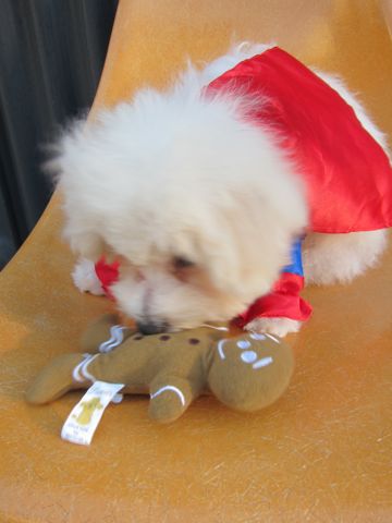 ビションフリーゼ子犬おんなのこ女の子メスあかちゃんビションこいぬフントヒュッテ東京かわいいビションフリーゼのいるお店文京区hundehutteビションフリーゼ画像73.jpg