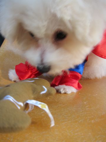 ビションフリーゼ子犬おんなのこ女の子メスあかちゃんビションこいぬフントヒュッテ東京かわいいビションフリーゼのいるお店文京区hundehutteビションフリーゼ画像76.jpg