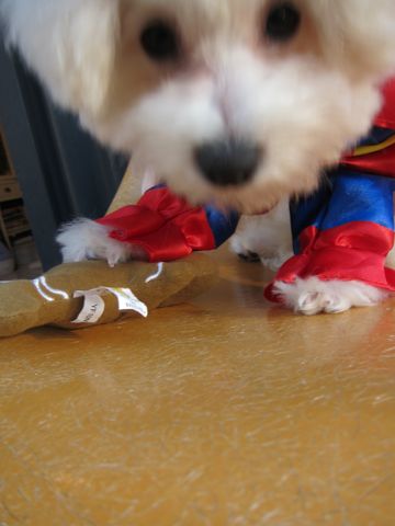 ビションフリーゼ子犬おんなのこ女の子メスあかちゃんビションこいぬフントヒュッテ東京かわいいビションフリーゼのいるお店文京区hundehutteビションフリーゼ画像77.jpg