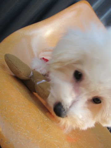 ビションフリーゼ子犬おんなのこ女の子メスあかちゃんビションこいぬフントヒュッテ東京かわいいビションフリーゼのいるお店文京区hundehutteビションフリーゼ画像78.jpg