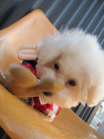ビションフリーゼ子犬おんなのこ女の子メスあかちゃんビションこいぬフントヒュッテ東京かわいいビションフリーゼのいるお店文京区hundehutteビションフリーゼ画像79.jpg