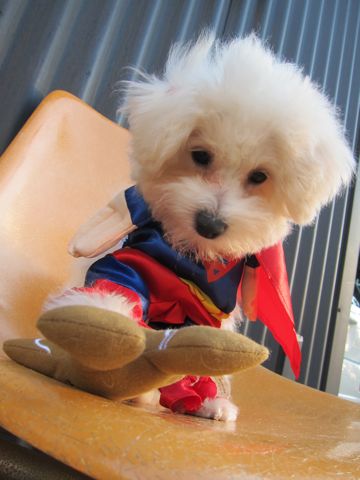 ビションフリーゼ子犬おんなのこ女の子メスあかちゃんビションこいぬフントヒュッテ東京かわいいビションフリーゼのいるお店文京区hundehutteビションフリーゼ画像80.jpg