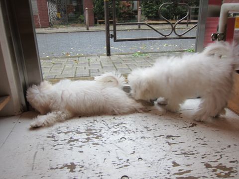 ビションフリーゼ子犬おんなのこ女の子メスあかちゃんビションこいぬフントヒュッテ東京かわいいビションフリーゼのいるお店文京区hundehutteビションフリーゼ画像102.jpg